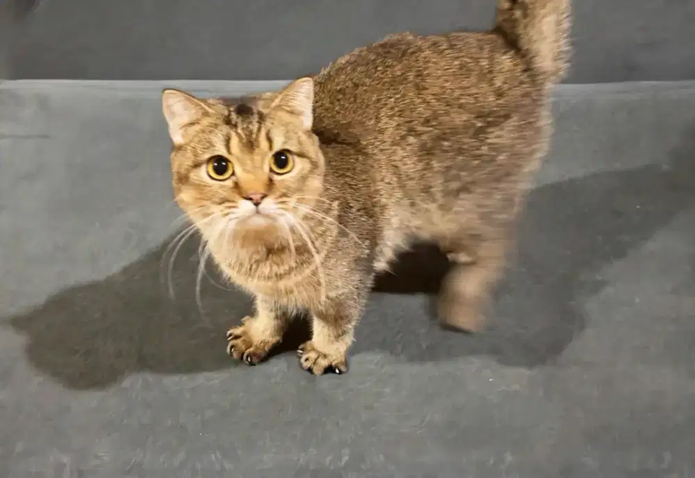 Ready for adopt BSH Golden ticked tabby