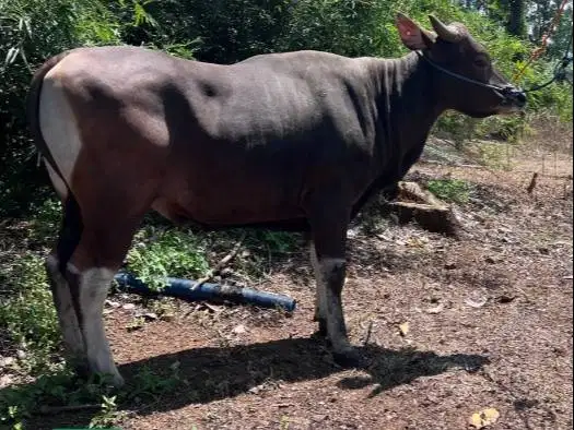 Tabungan sapi bali qurban 300 kilo 3jt/bln 8x siap hewan kurban 2027