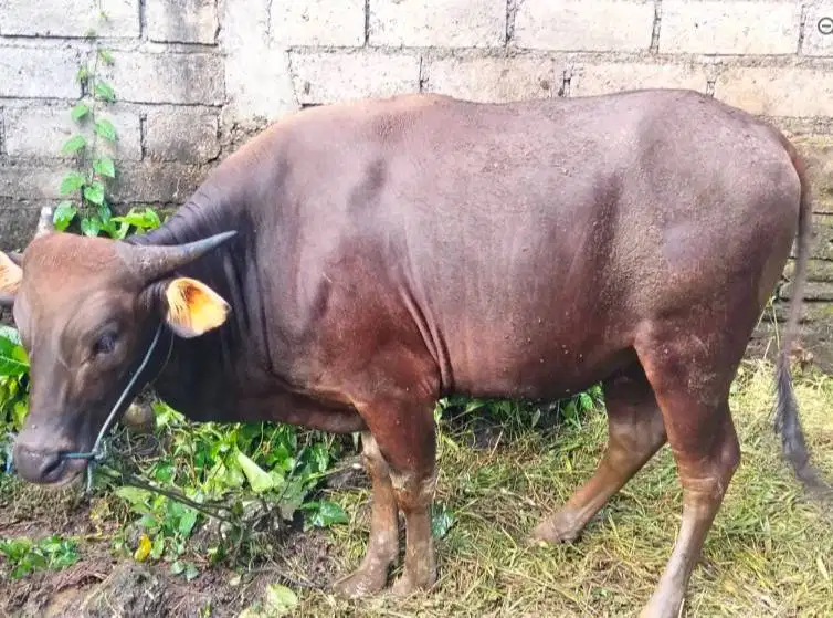 Tabungan sapi bali qurban 300 kilo 3jt/bln 8x siap hewan kurban 2027