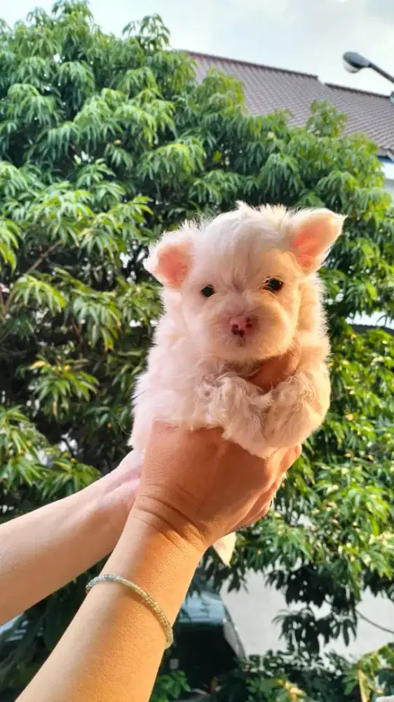 Maltese jantan dan betina
