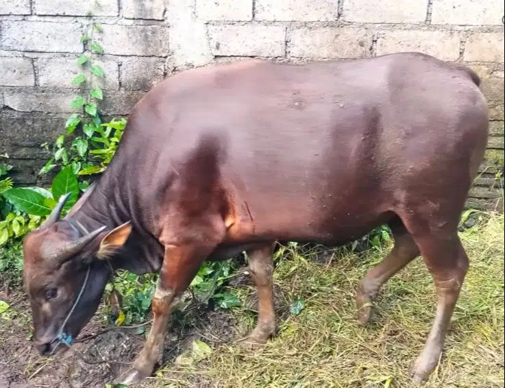 Tabungan sapi bali kurban 300kilo 3jt/bln 8x siap hewan qurban 2027 ok