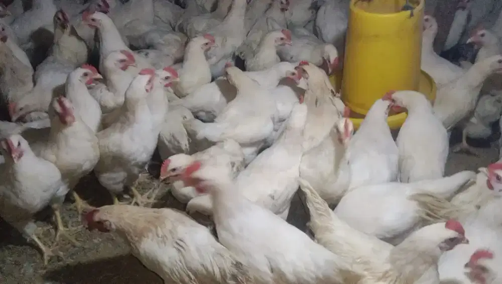 Grosir Ayam Pejantan Bandung – Utuh, Karkas, Ati Ampela & Usus