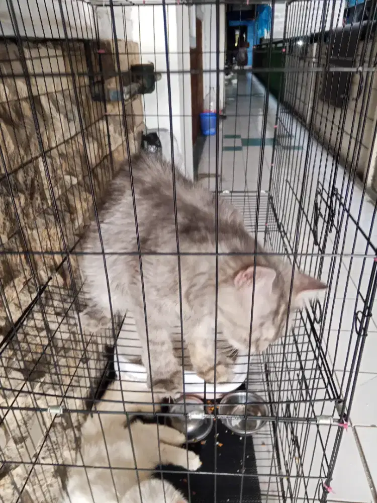 Jual cepat kucing persia mix norwegian