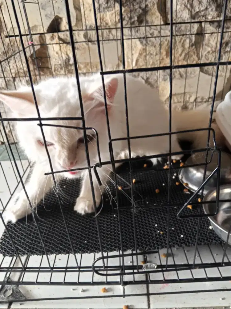 Jual cepat kucing ragdoll mix himalayan