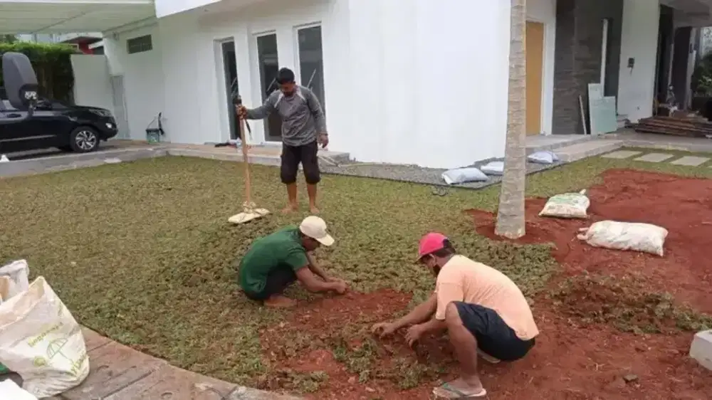 Rumput gajah mini harga termasuk ongkir dan jasa tanam 40.000/meter