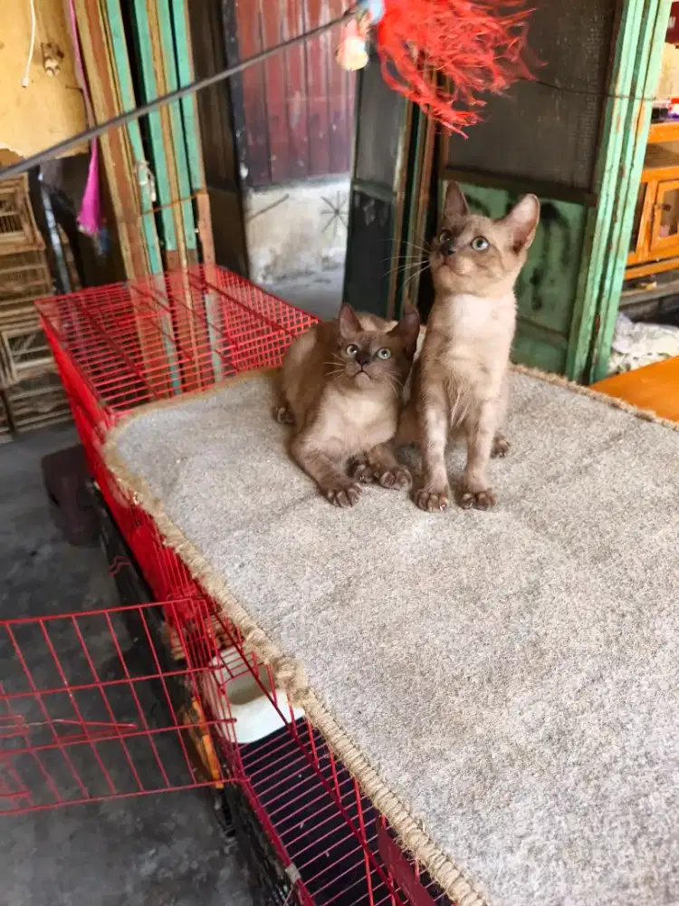 Kitten siam jantan 2,5 bulan
