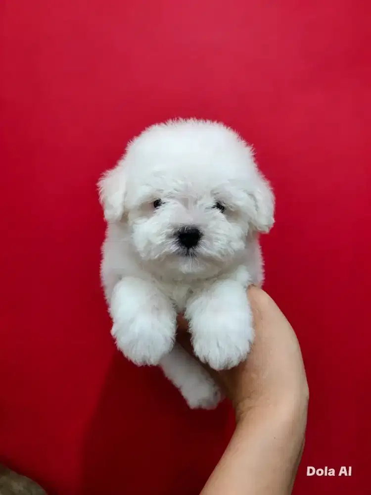 Bichon fresh betina cantik