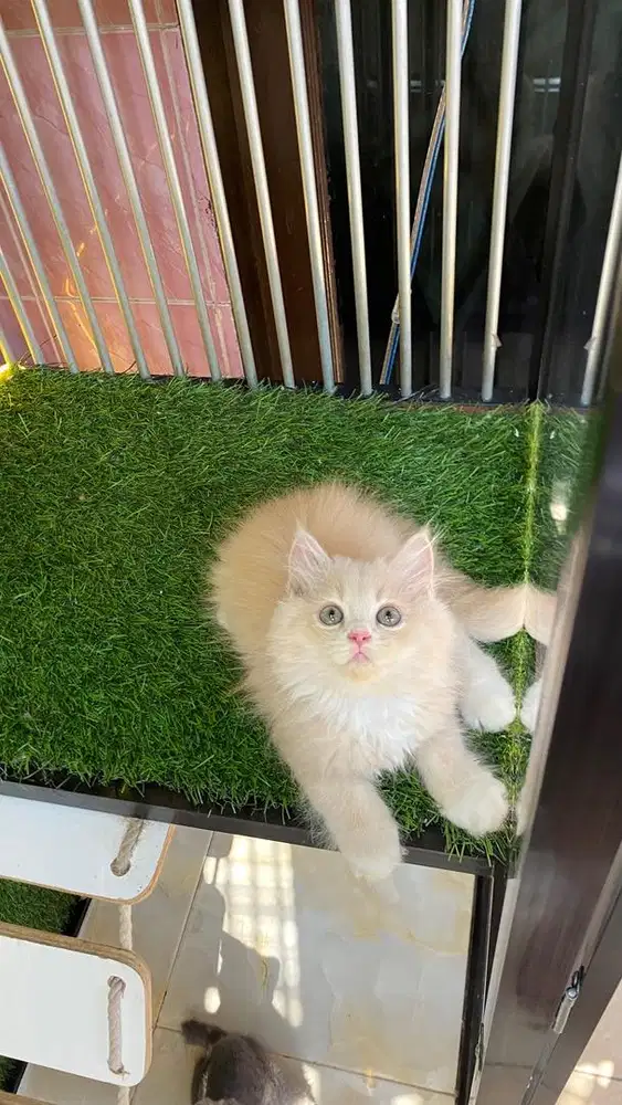 kitten jantan dan betina