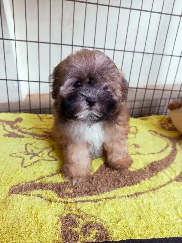 Shihtzu mix poodle / shihpoo 2 bulan lebih
