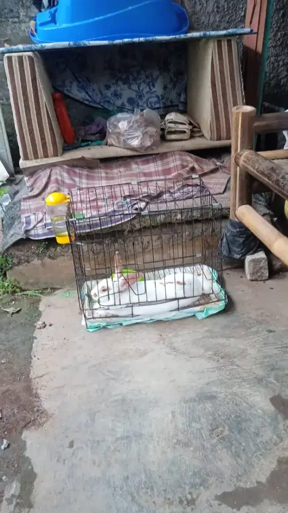 Kelinci peliharaan saya