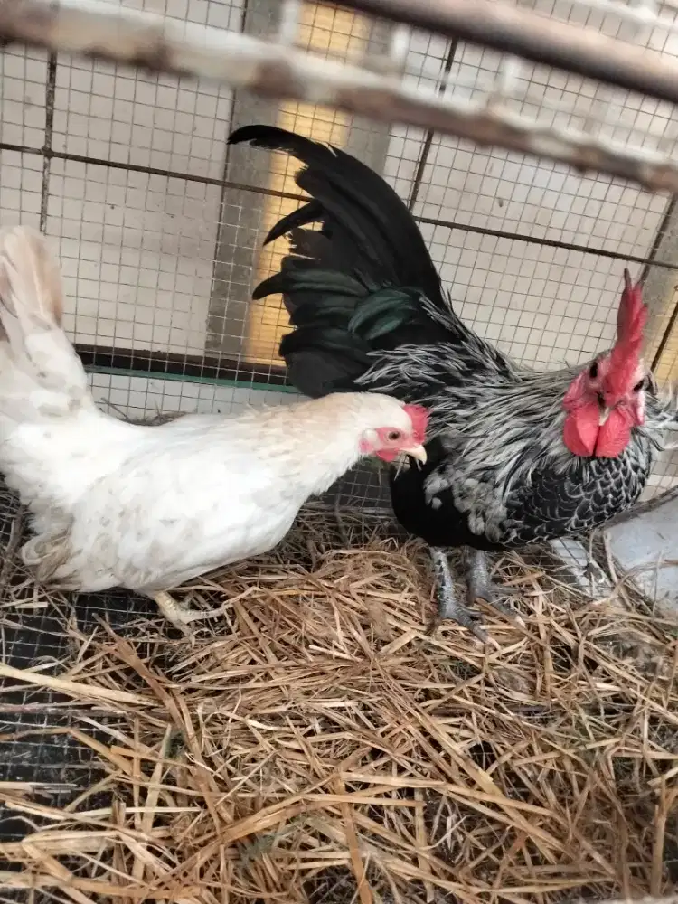 Ayam kate sepasang