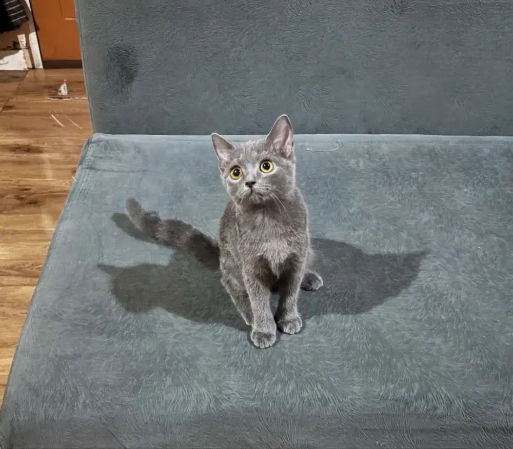 Kitten BSH blue solid siap adopt
