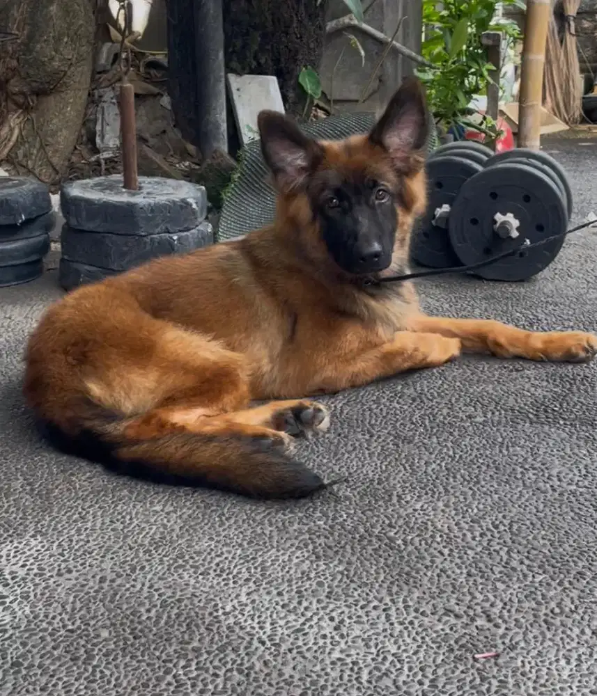 Herder puppy sable