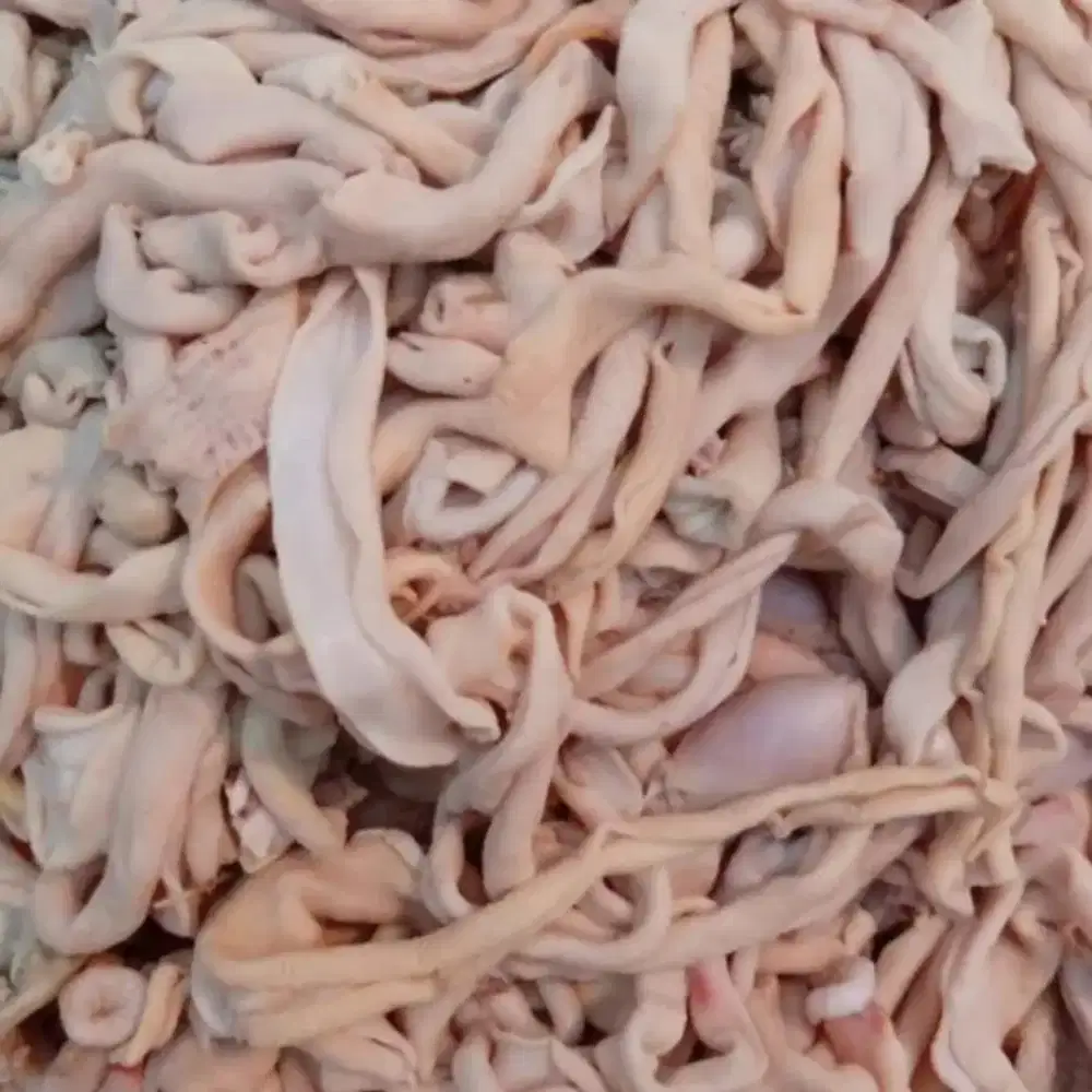 Usus Ayam Pejantan