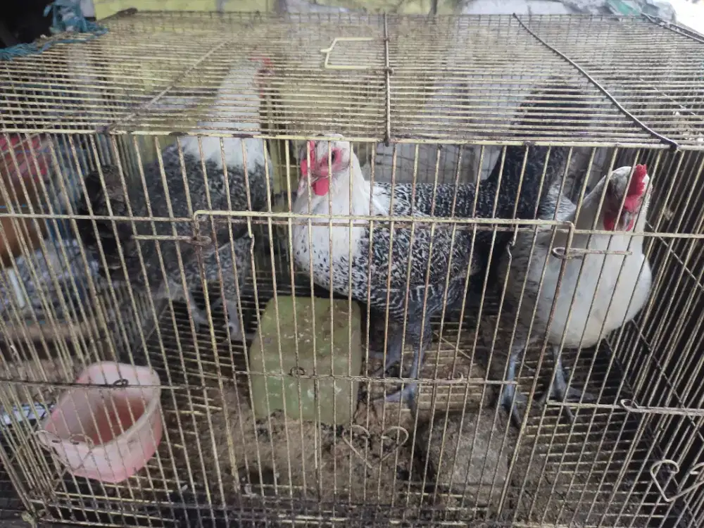 Ayam arab petelur