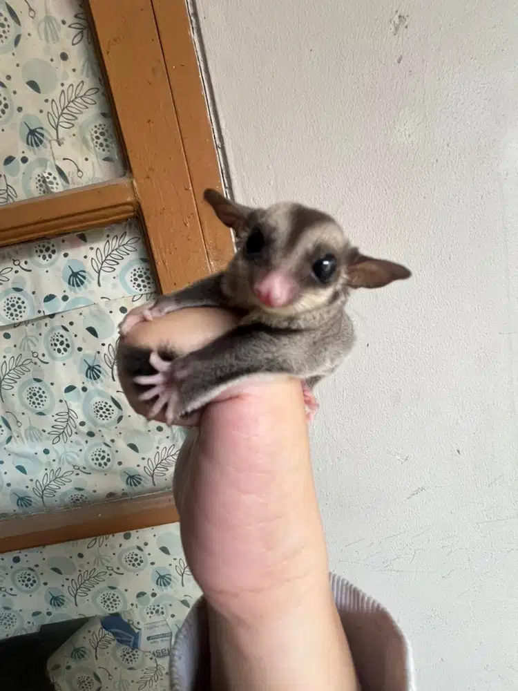 SUGAR GLIDER CLASSIC GREY HET LEU