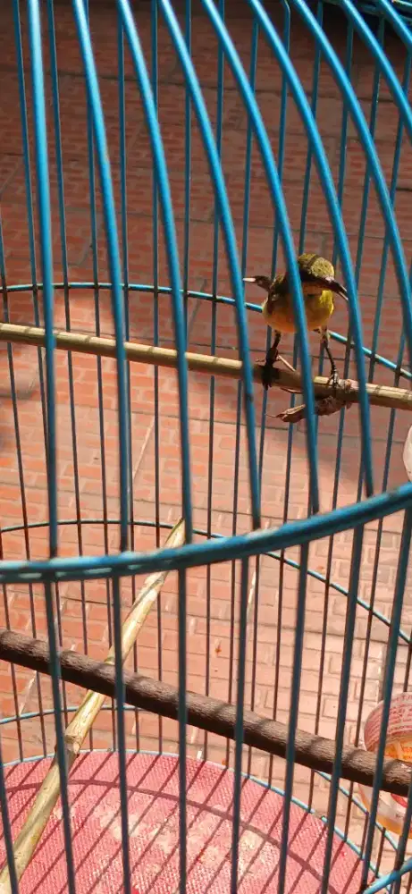 Burung jinak rajin bunyi Namaku Bobbi