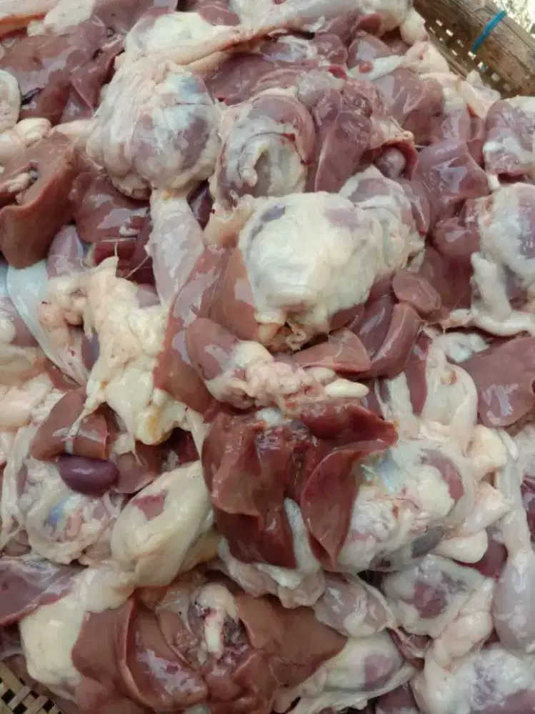 Ati ampela ayam pejantan