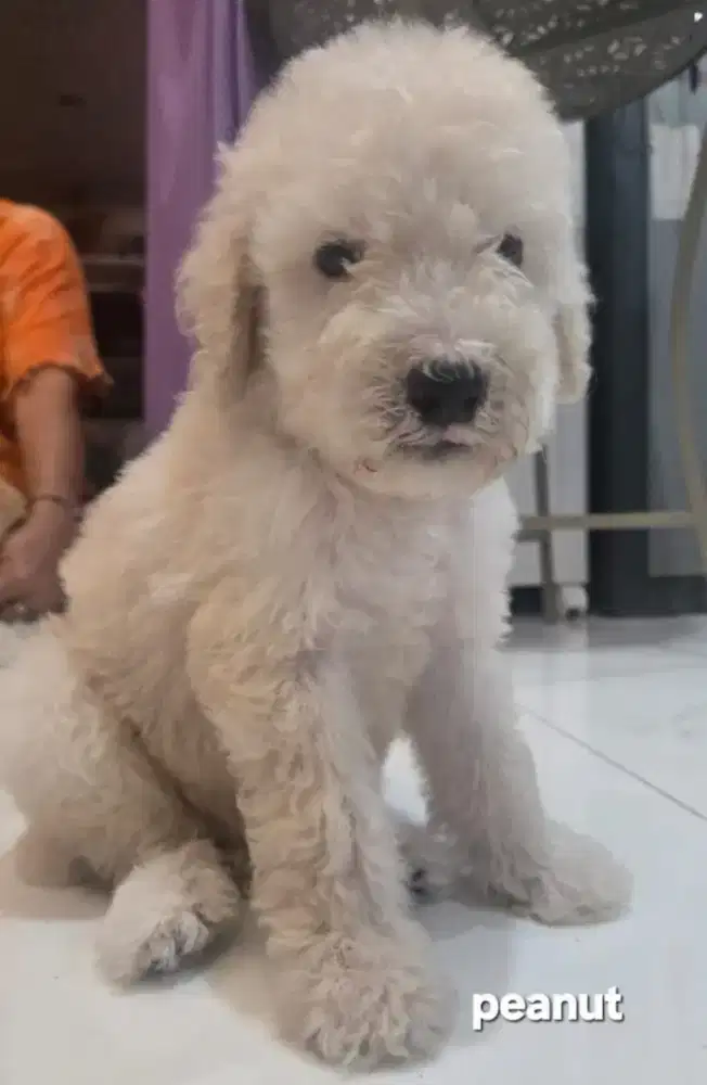 anak giant poodle murah