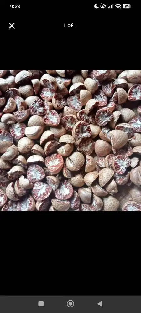 Terima Beli Buah Pinang