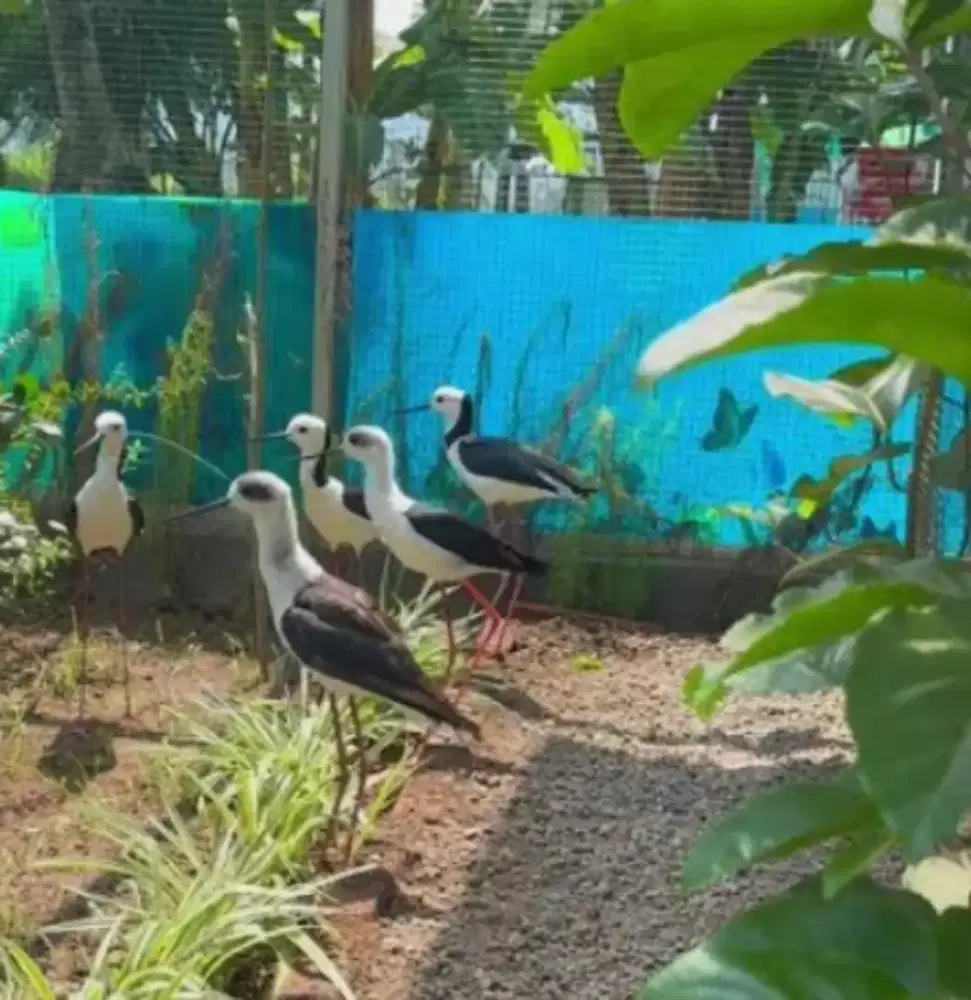 Burung unik lucu buat Aviary sultan