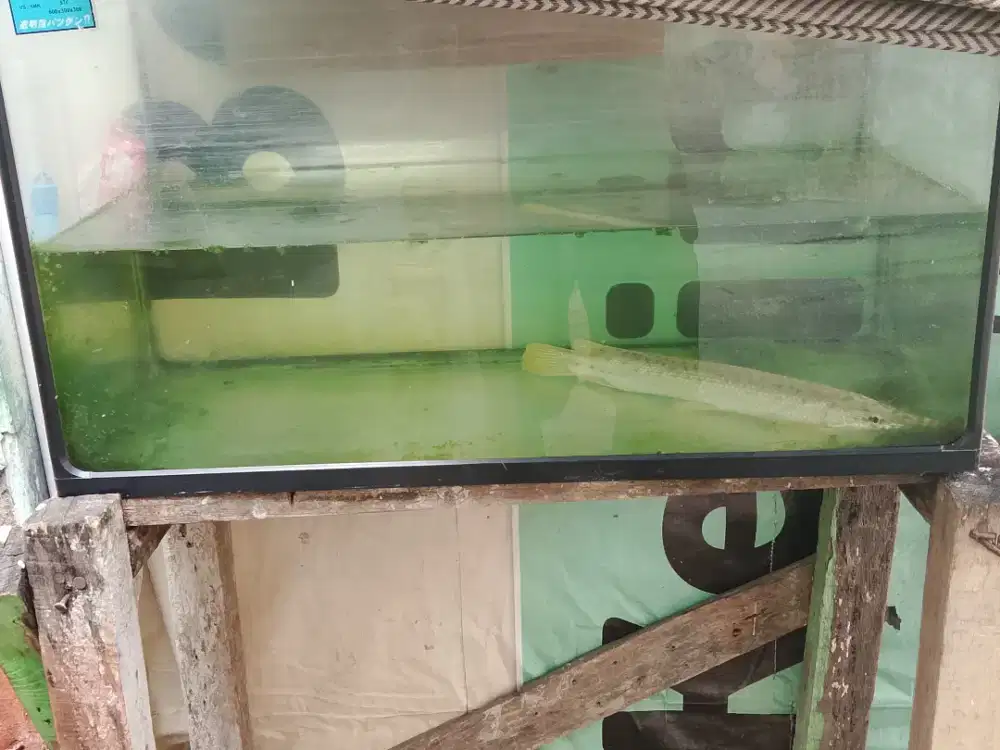 Ikan 4ligator + akuarium