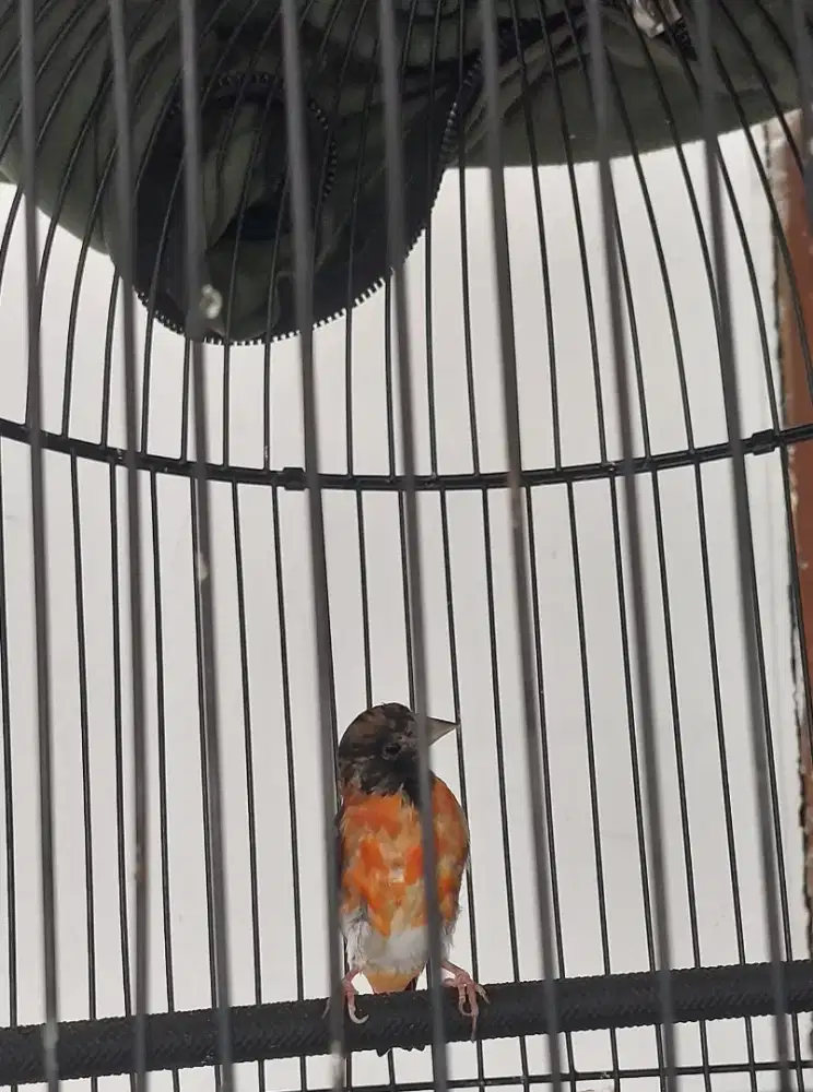 Redsiskin jantan