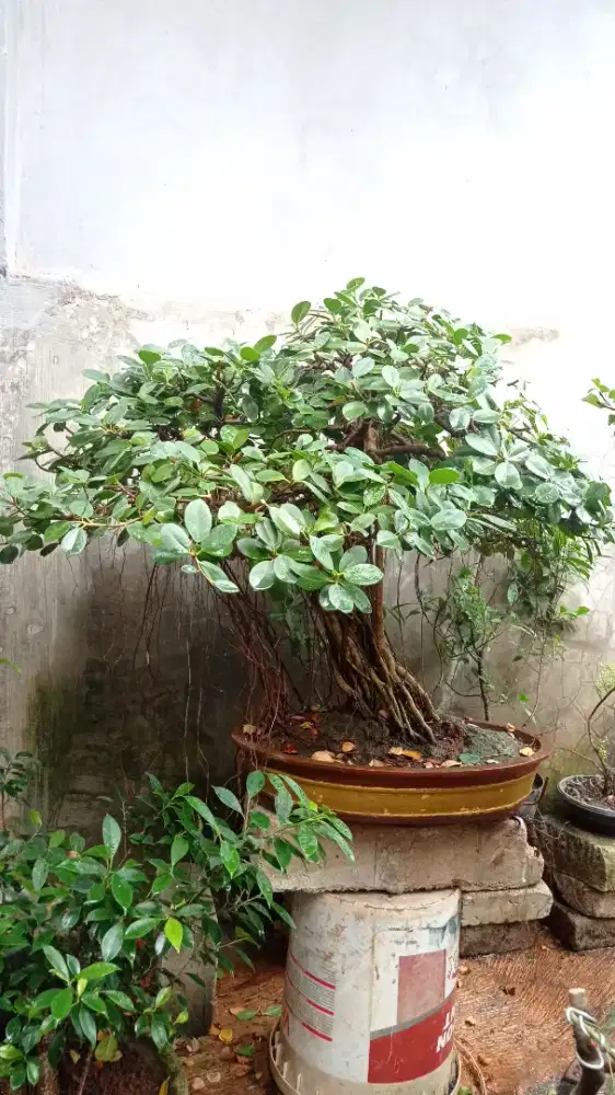 Bonsai beringin dolar