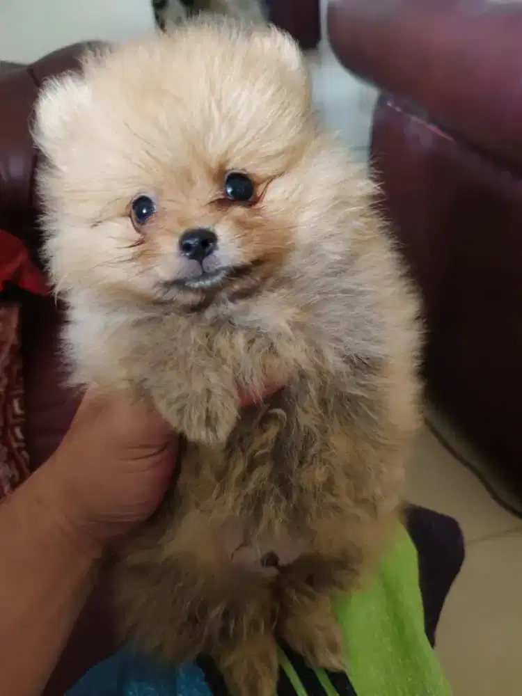 Pomerian Minipom