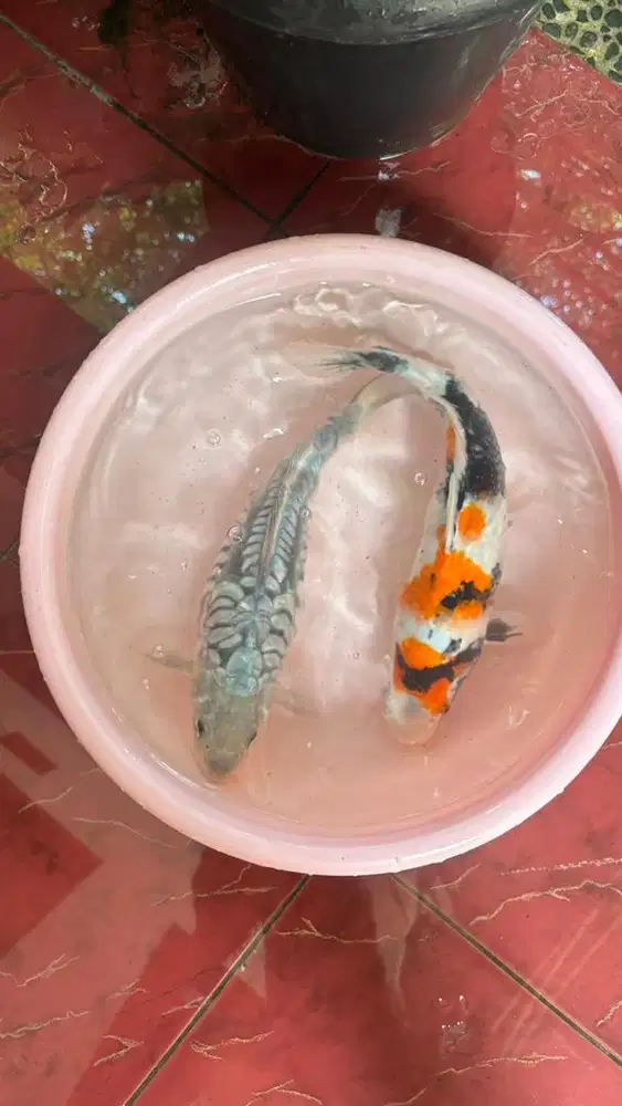 Koi Showa dan Sora aragoke
