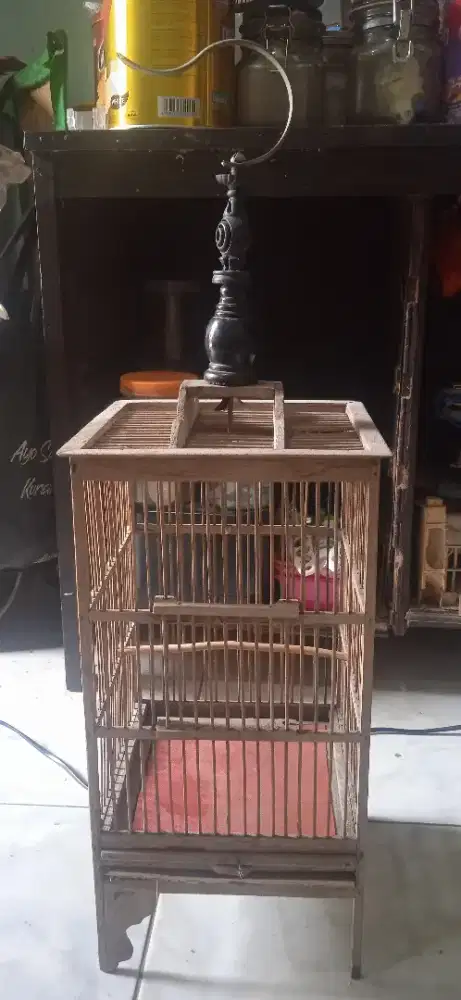Kandang burcil di BSD