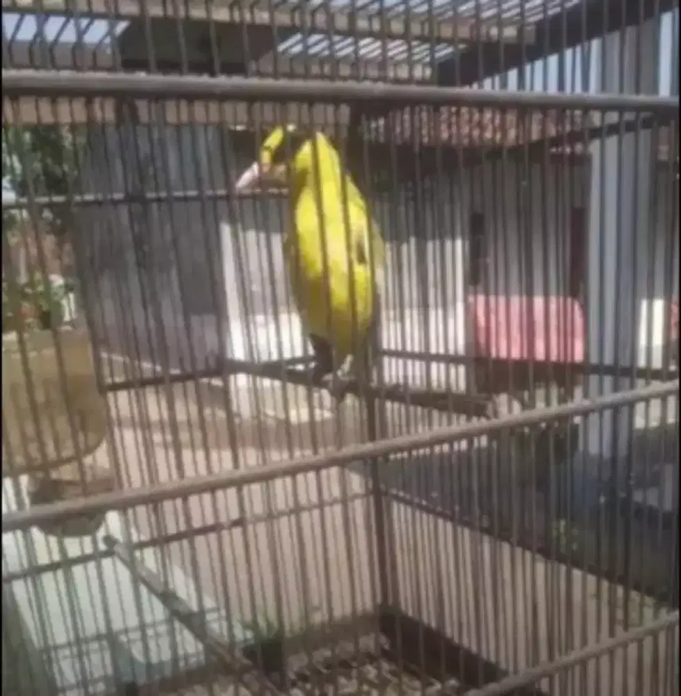 Jual Burung Kepodang Mas Lokal Merapi