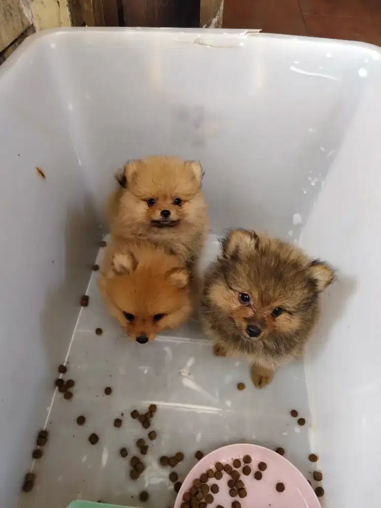 Pomerian minipom