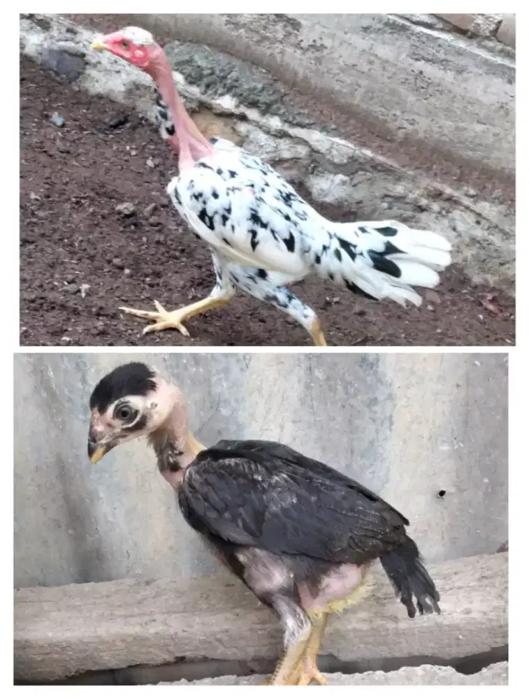 Jual ayam saigon sepasang 1 bulan  dan 3 bulan