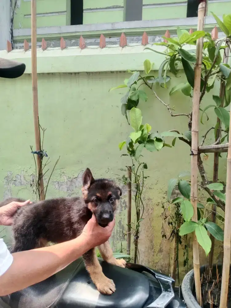 Anjing di jual herder  btn 7 minggu stb vak induk import