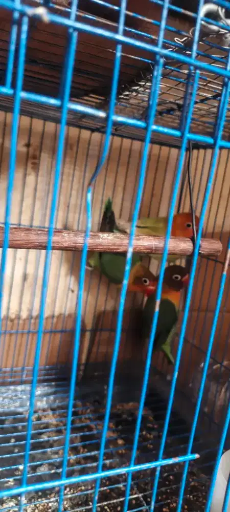 Lovebird termurah josan ada 5 ekor borongan