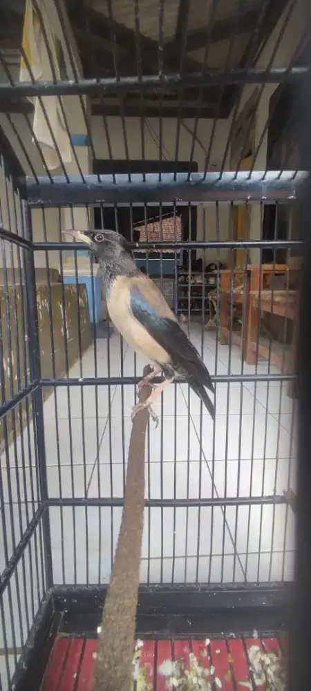 Jalak mawar si burung unik