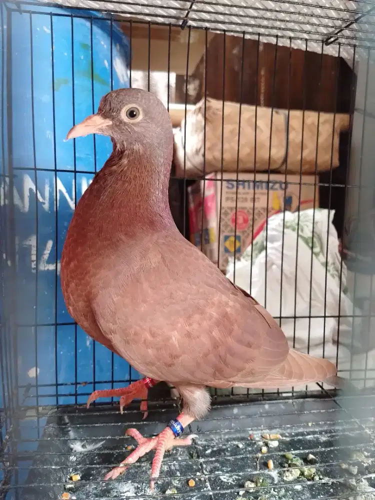 Merpati doro piyik tinggian