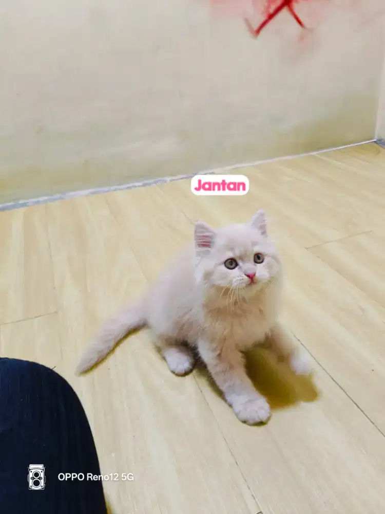 Kitten Persia cream jantan