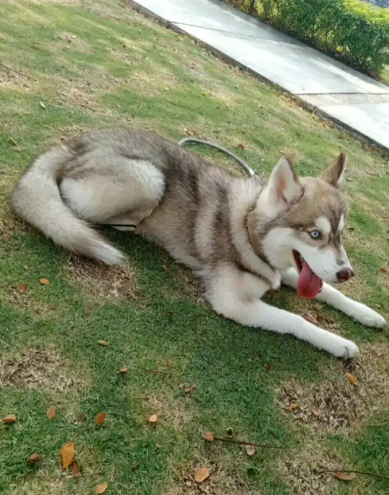 Siberian Husky warna sable