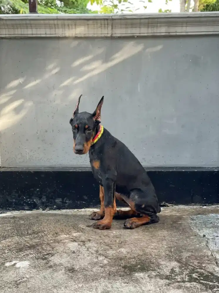 Open adopt puppies Doberman
