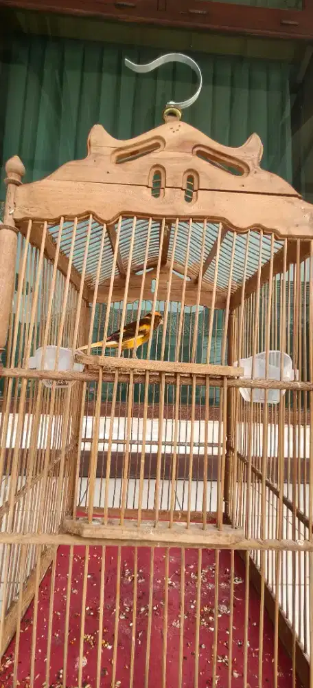 Di Jual Burung Kenari Loper