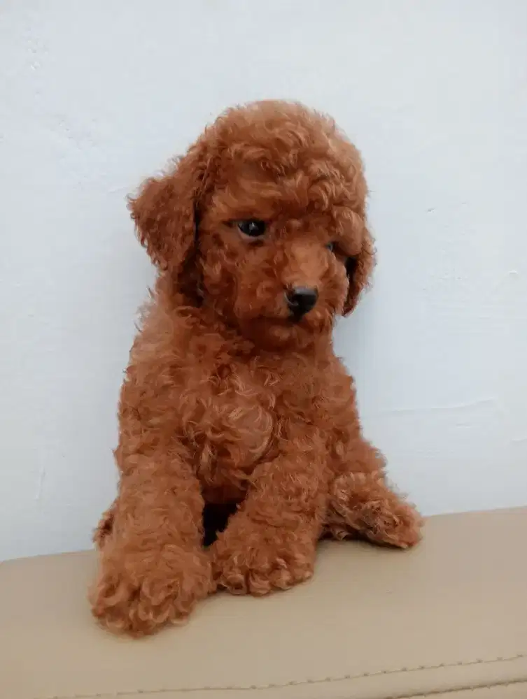Open adop red poodle jantan 1 bulanan