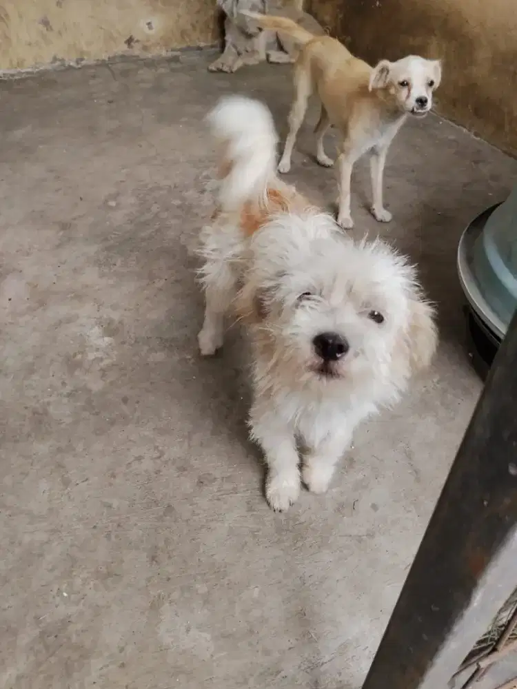 OPEN ADOPT FREE ANJING RAS MIX DOM