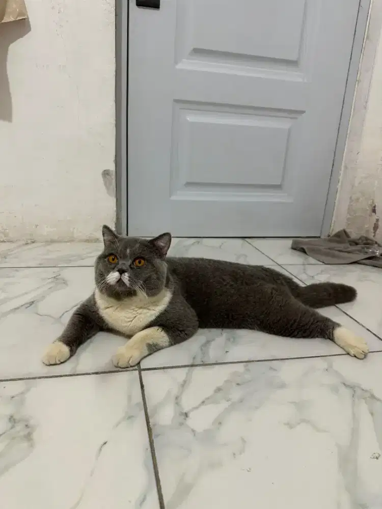 Top quality BSH bico| British Short Hair kitten