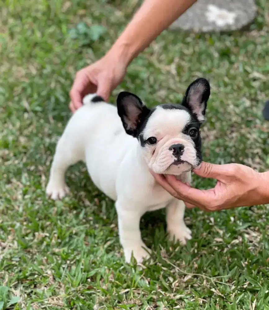 FRENCH BULLDOG jantan