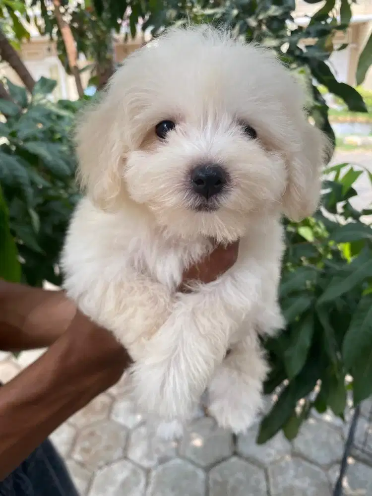 Puppy poodle dan shitzu pure