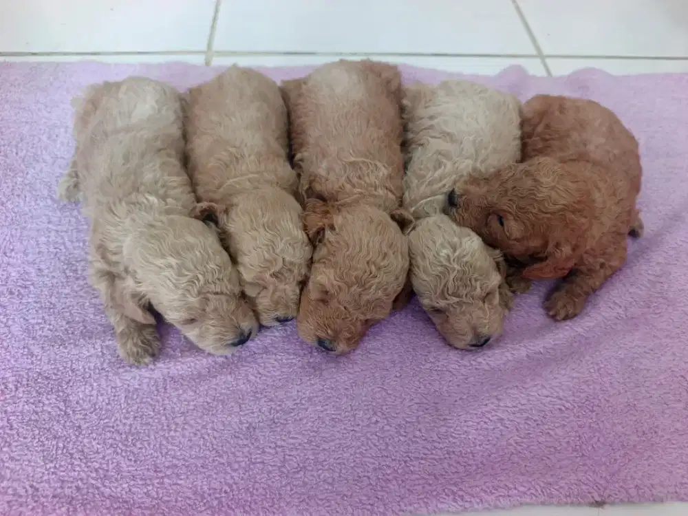 Anjing Poodle Puppies