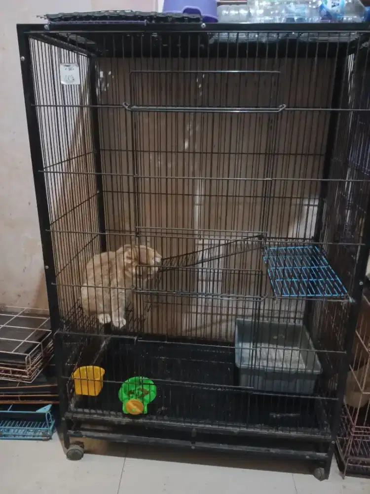 Kandang kucing tingkat