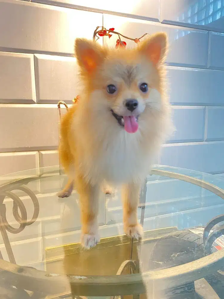 anjing minipom betina high quality